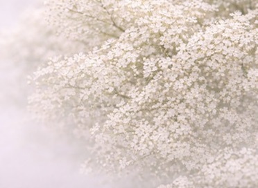 Compañía Principal